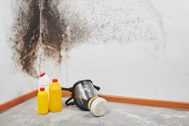 Office Mold Removal Services in Apex, NC