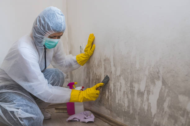Best Local Mold Removal Service  in Apex, NC