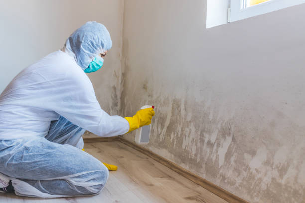 Best Professional Mold Removal  in Apex, NC