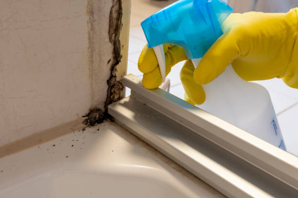 Best Black Mold Removal  in Apex, NC