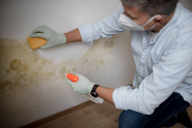 Best Residential Mold Removal  in Apex, NC