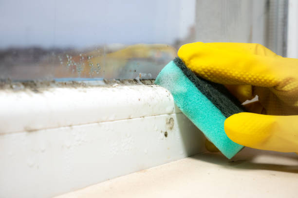 Mold Removal Process in Apex, NC