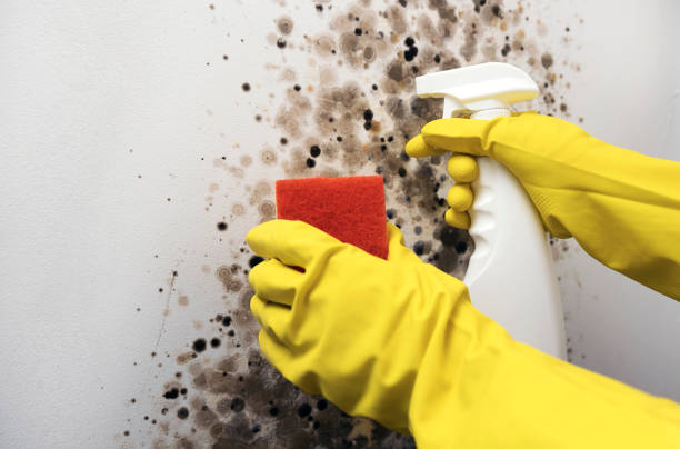 Best Affordable Mold Removal  in Apex, NC