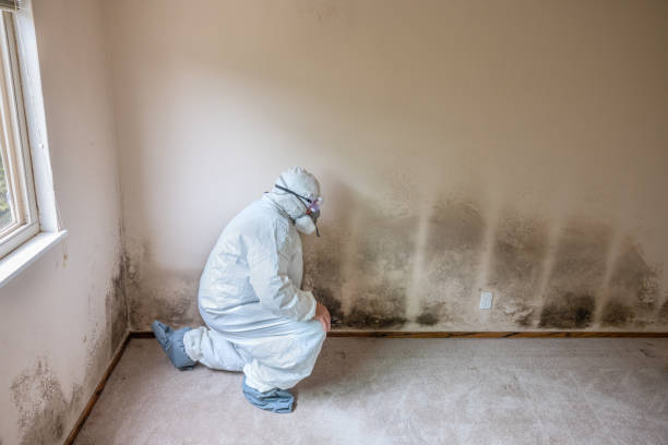 Best Residential Mold Removal  in Apex, NC