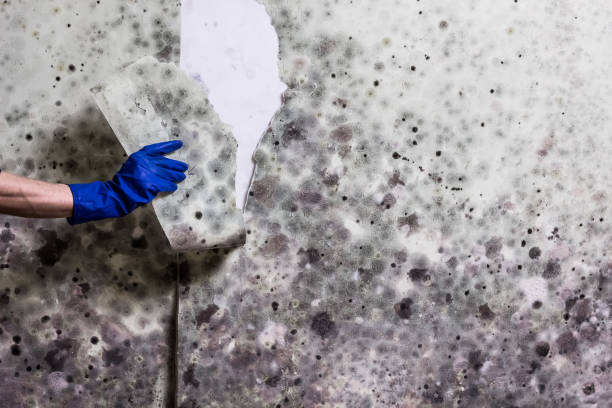 Best Certified Mold Removal  in Apex, NC
