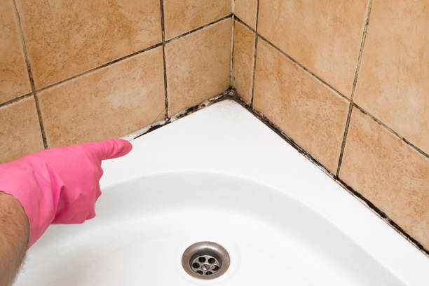 Mold Testing and Removal in Apex, NC